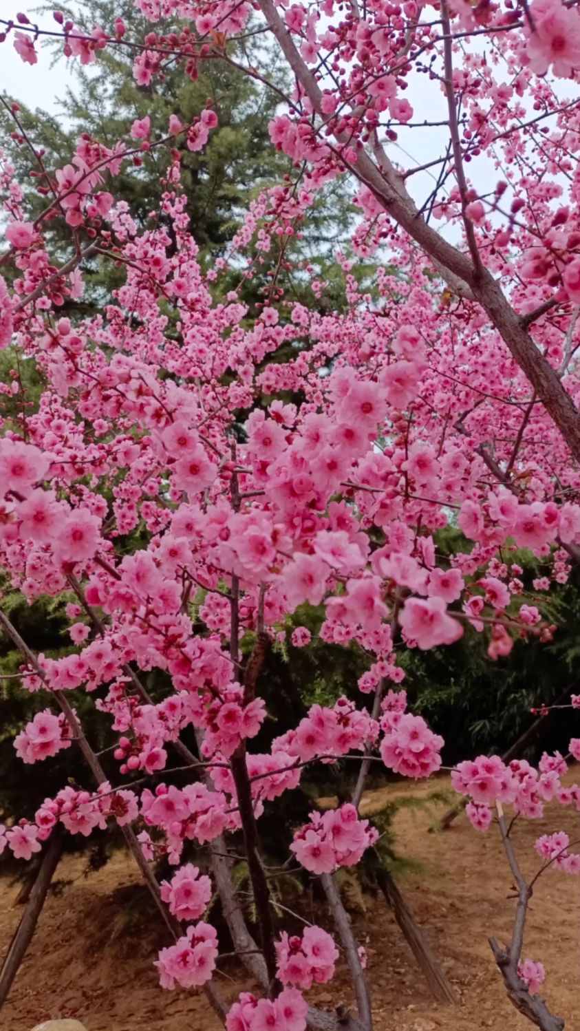 樱花竞开,如云似霞的粉红,演绎着"千朵万朵压枝低"的美丽,一杯美酒,不