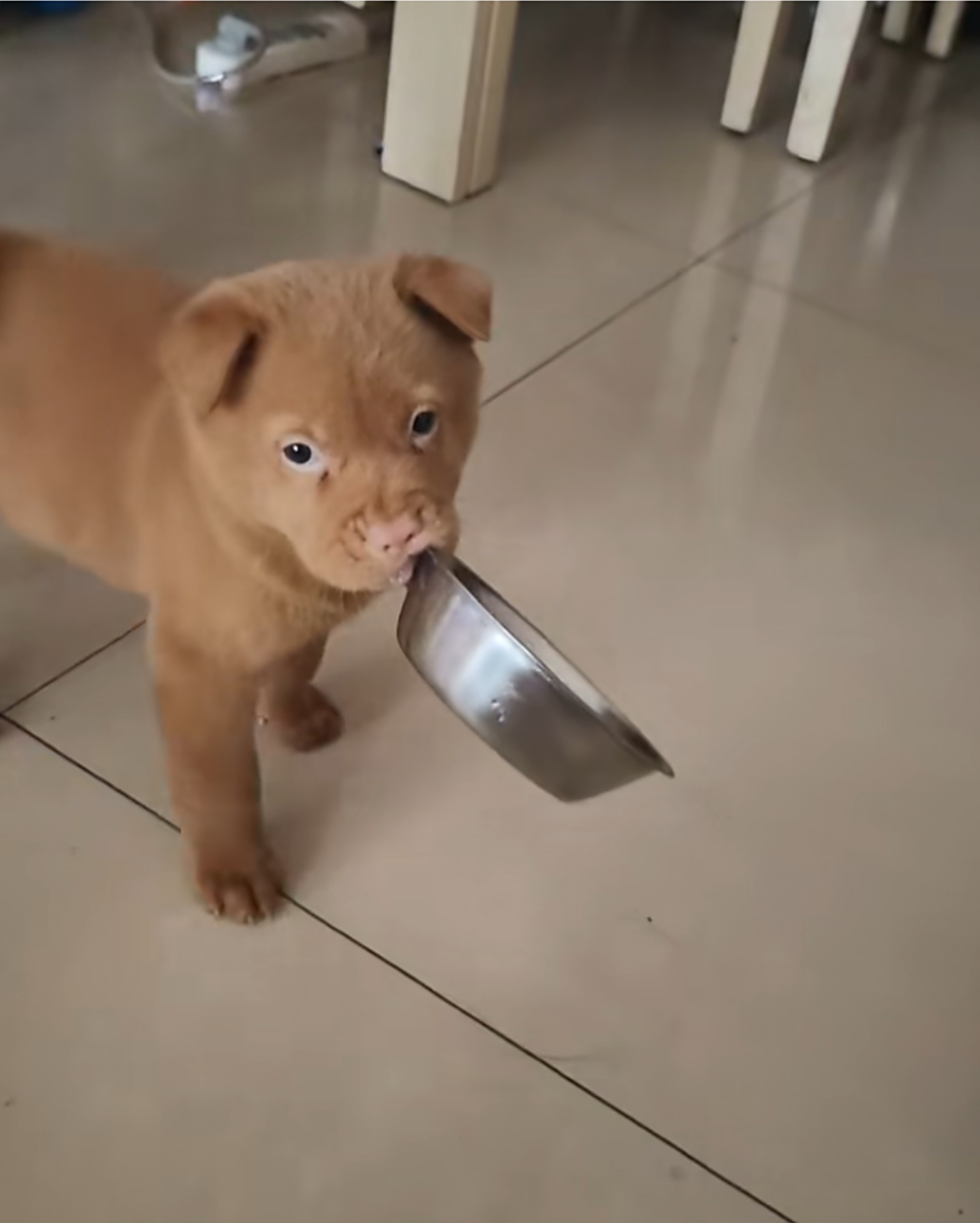 主人:刚起床,小狗已经把饭盆叼在嘴里了,真是个小饭桶!#中华田园犬