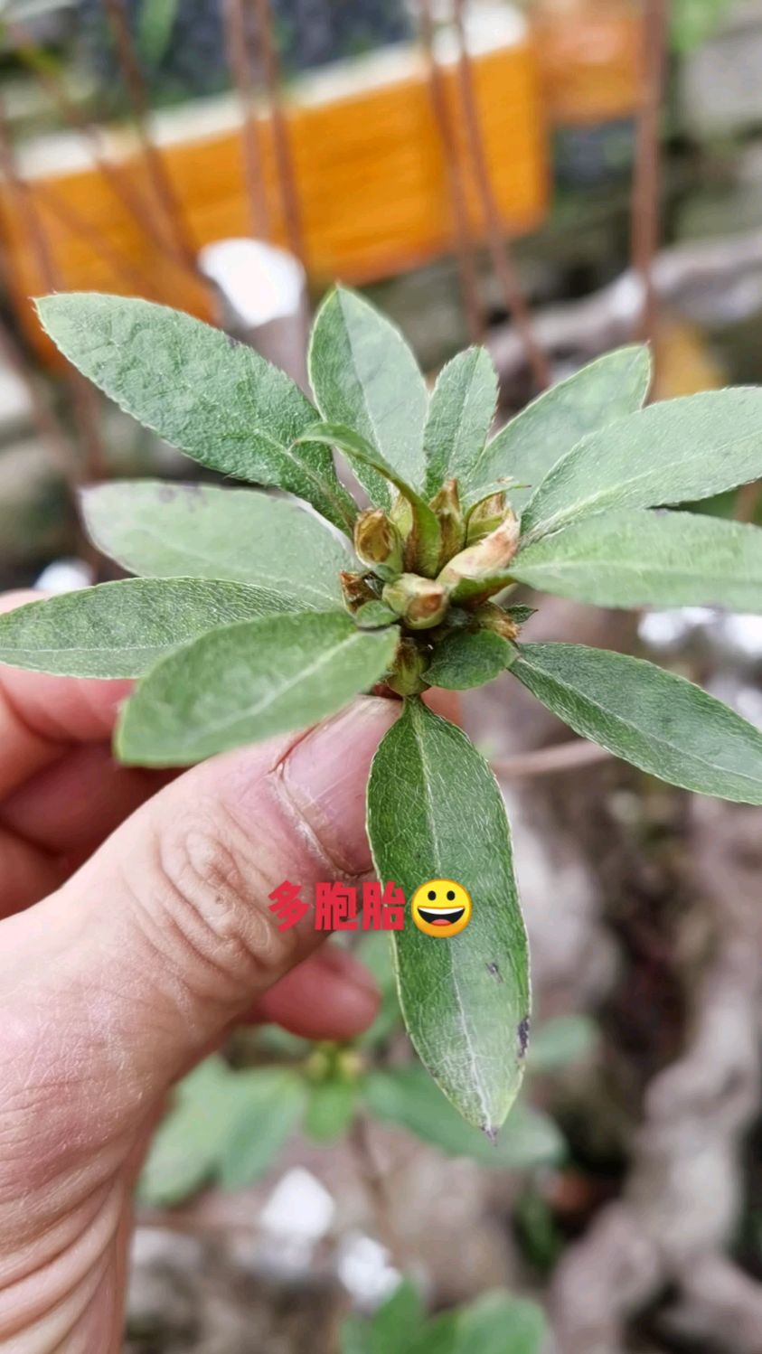 映山红多胞胎花苞