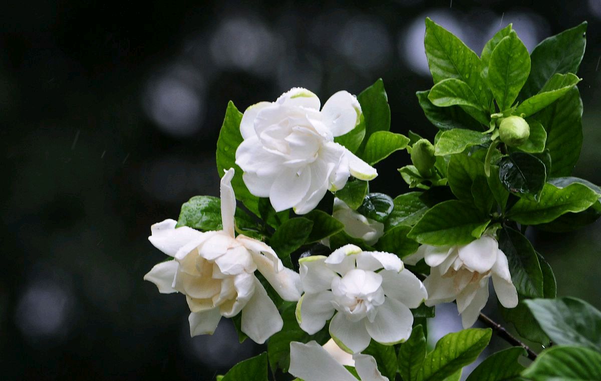 忆那年栀子花开