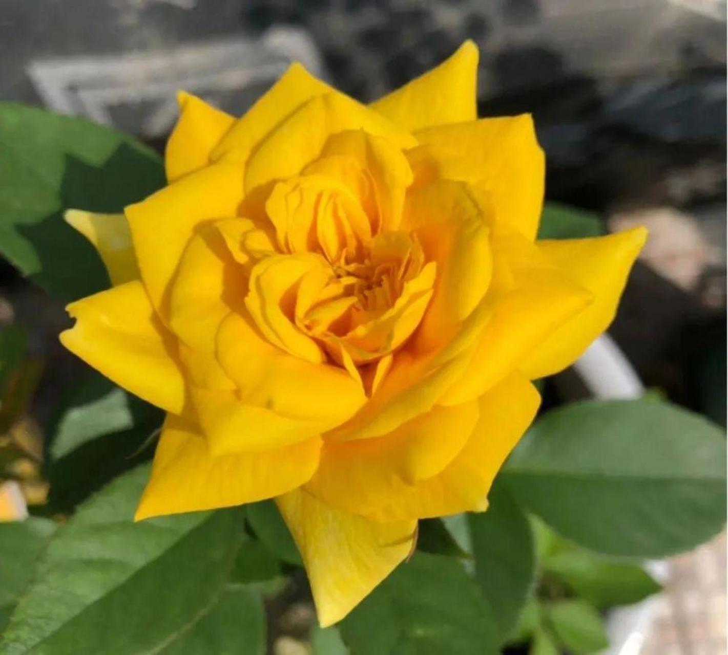 月季花—金奖章.