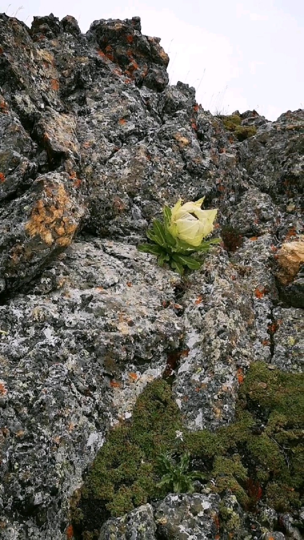 悬崖峭壁之上,安身立命的雪莲花