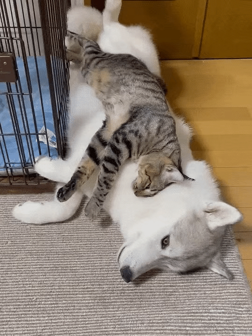 太顺滑了#萌宠# #搞笑# #猫咪