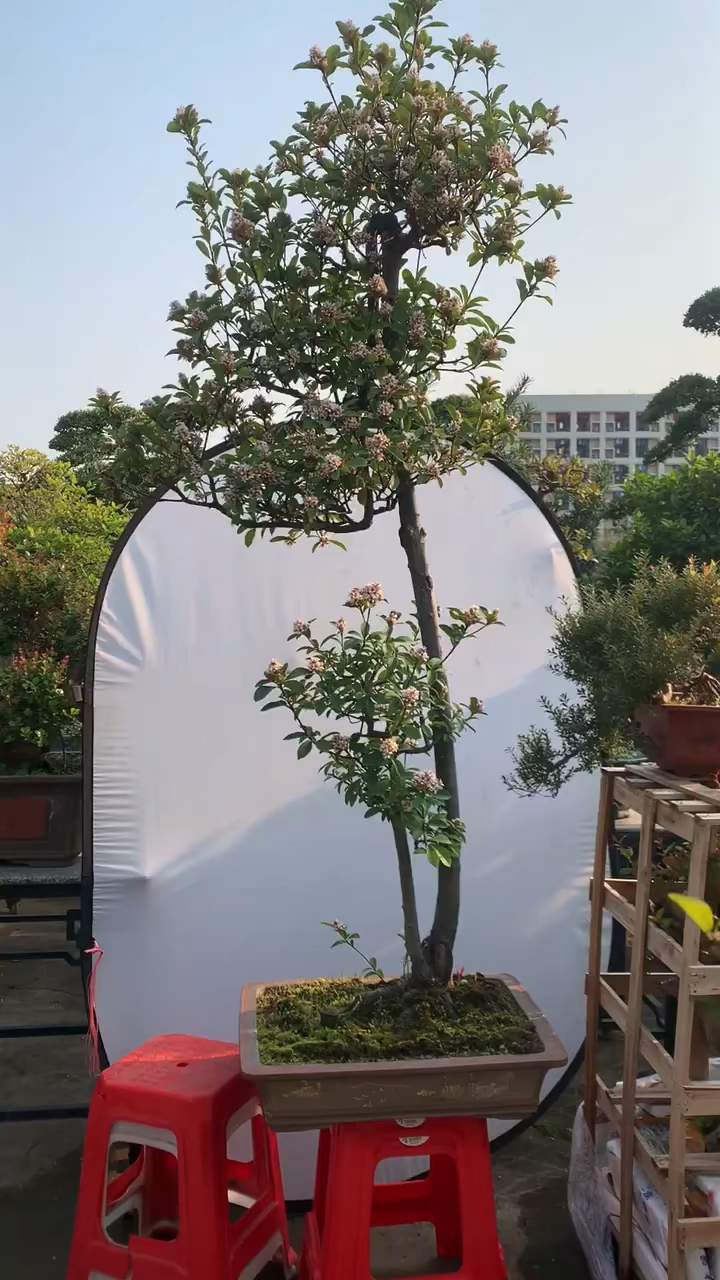 石斑木,最美春花,爆花了换米进货,喜欢来谈.