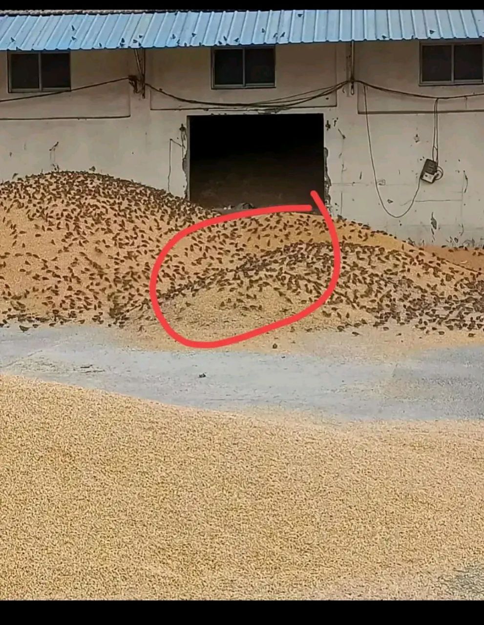 反映1980年农民交公粮的一张图片,据说那时候家家雀儿是害虫.