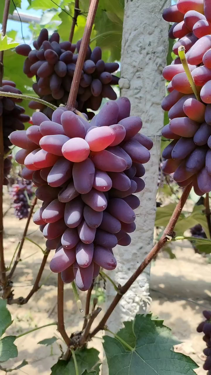 茉莉香葡萄自然果多大图片