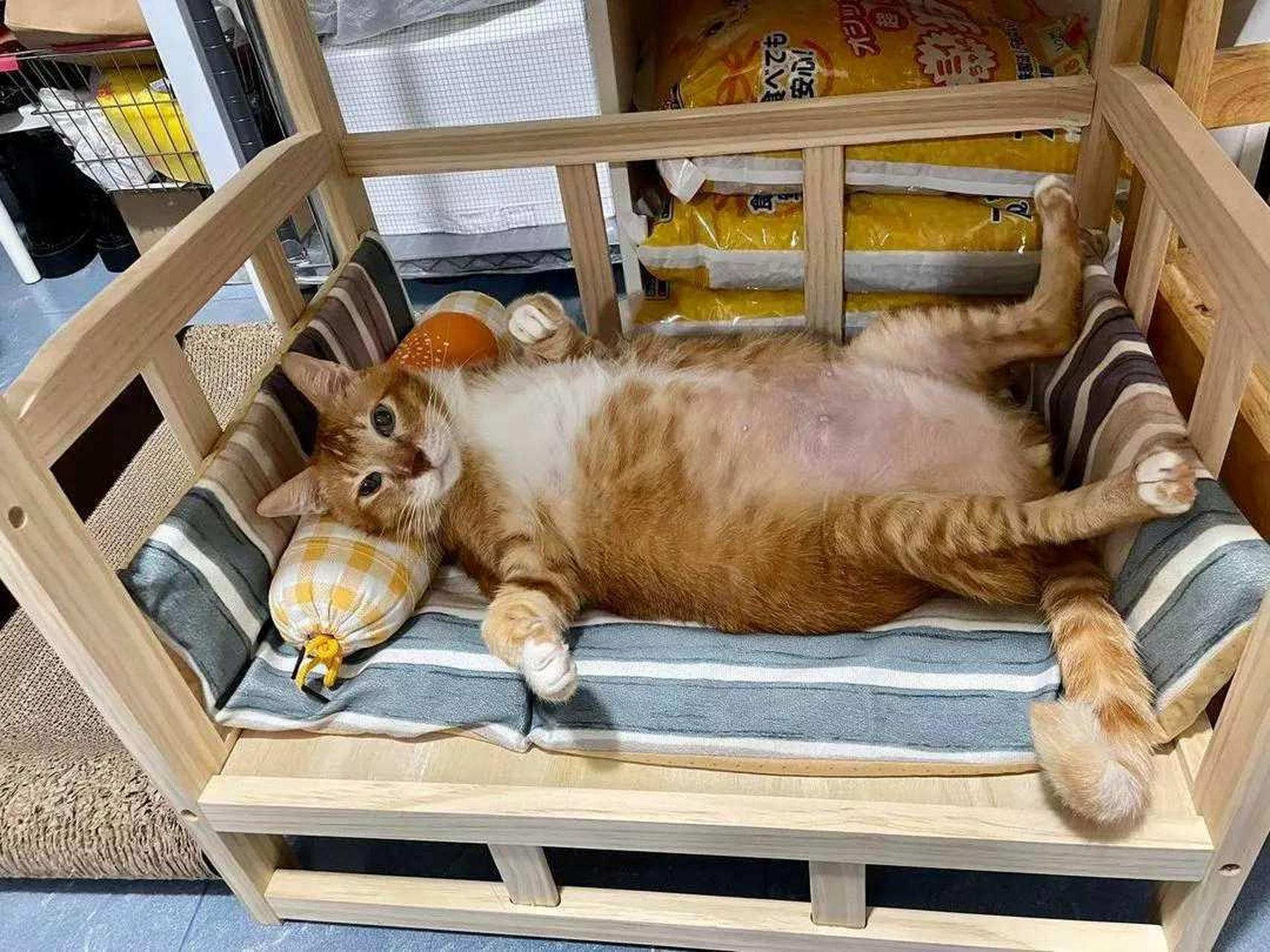 搞笑萌宠# 猫咪睡觉姿势真悠闲