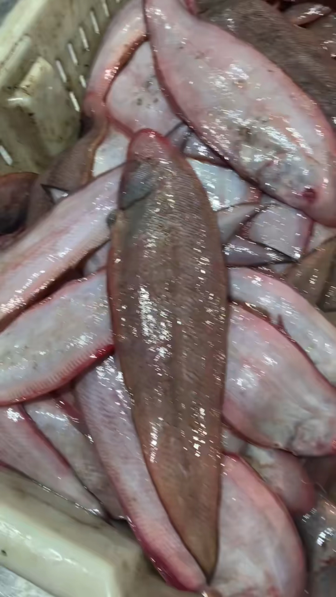 大龙利鱼,也叫舌头鱼,很新鲜,没有小刺,119元4斤,贵吗-度小视