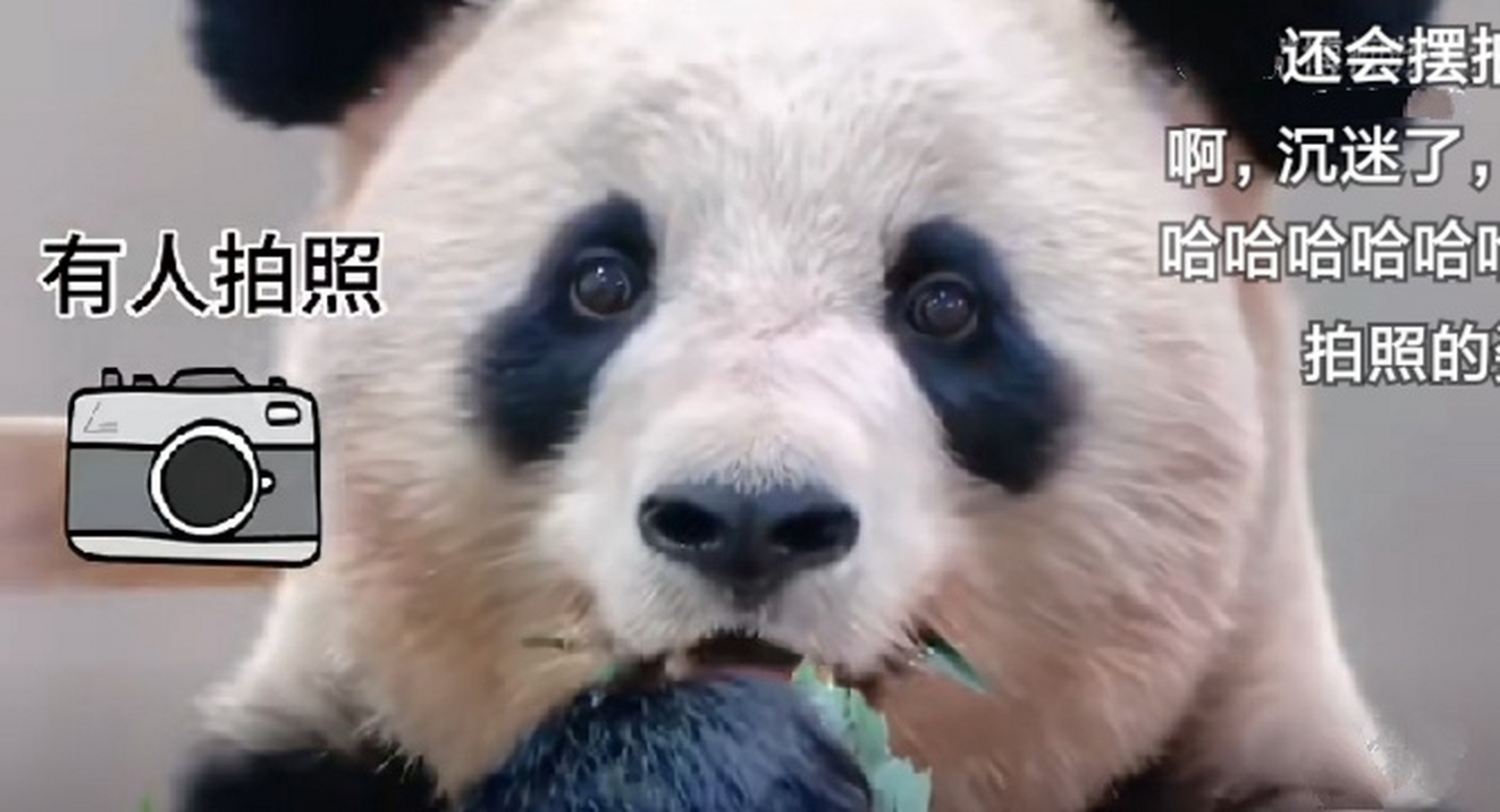 这是一只镜头牛逼症的大熊猫,只看一眼大家就能认出来这是樱浜,海归.