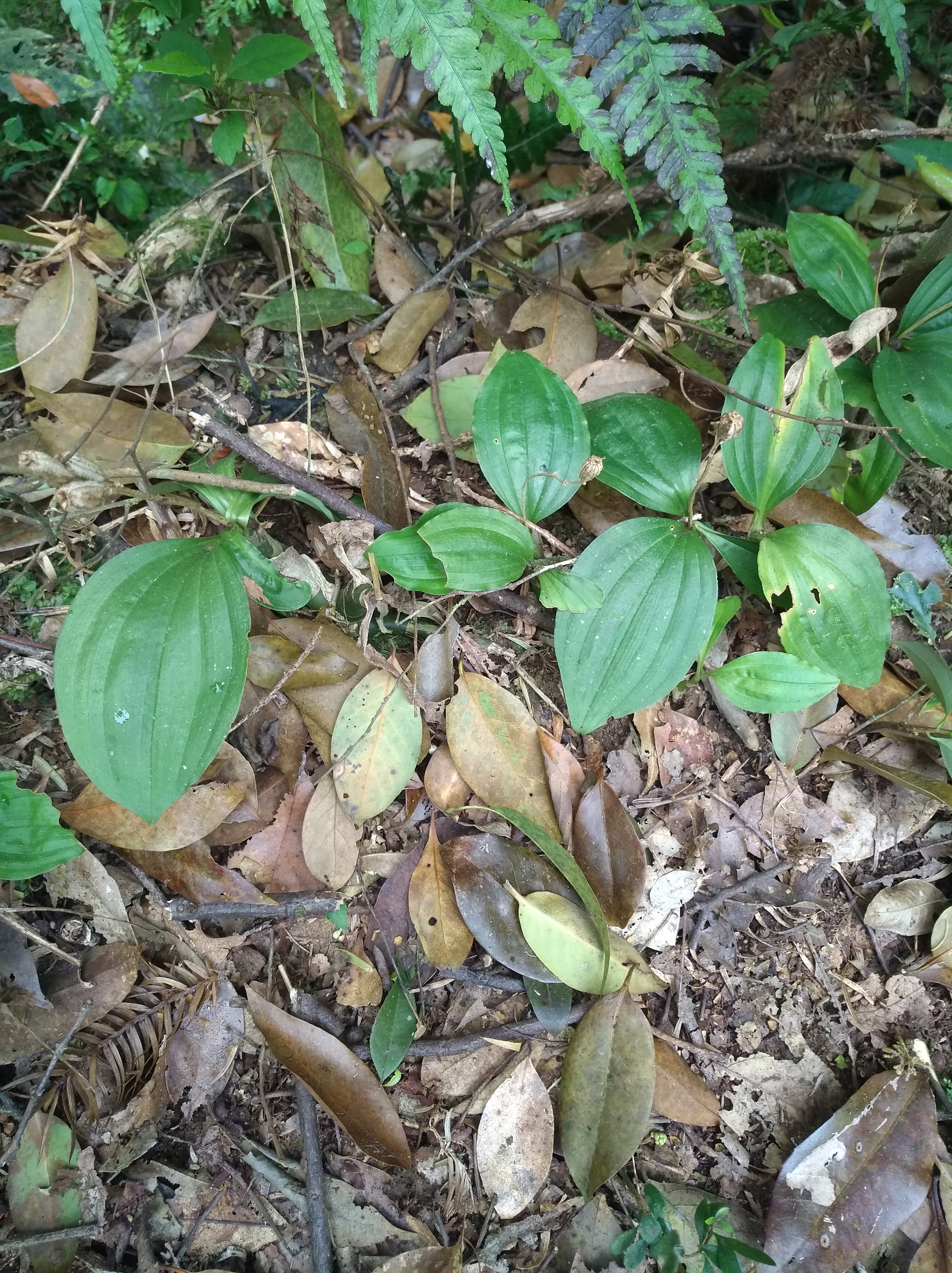 见血清草药功效图片