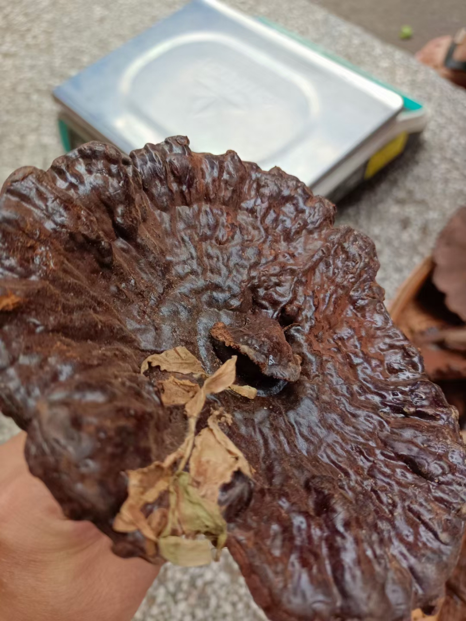 有一种很苦的灵芝叫赤灵芝.有姐妹问,我这里统一回复下.
