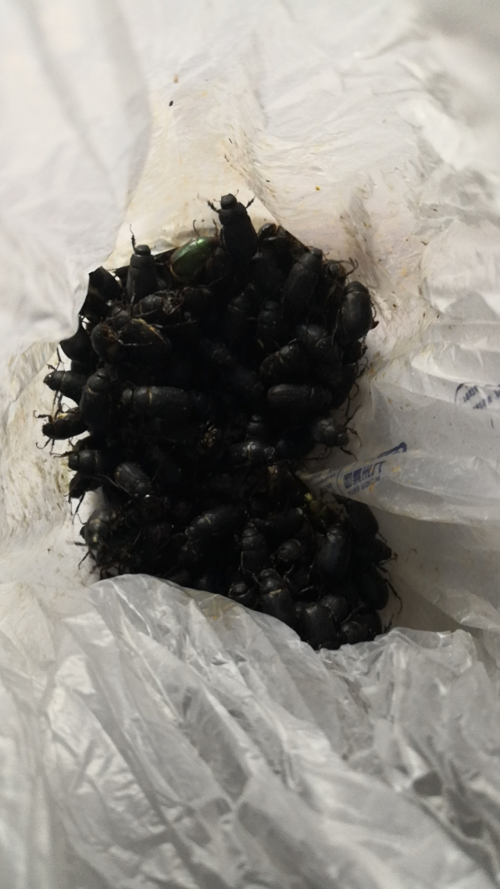 在集市看到了卖甲壳虫的,比较纳闷,看上去比较可怕,这到底是什么昆虫