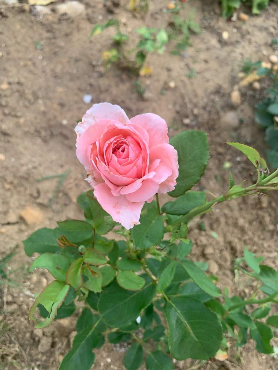 这也是为什么伊丽莎白月季在市场上一直都被人们记住和选择,而它的