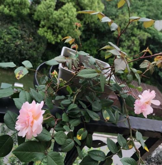 花后修剪完,到底是施高磷钾肥还是高氮肥呢?