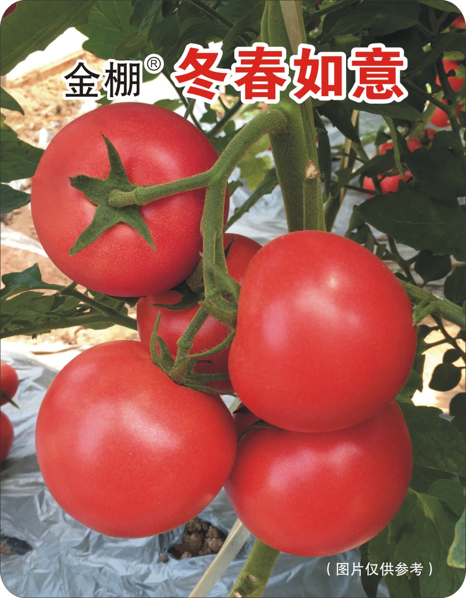 西红柿种子10大品牌图片