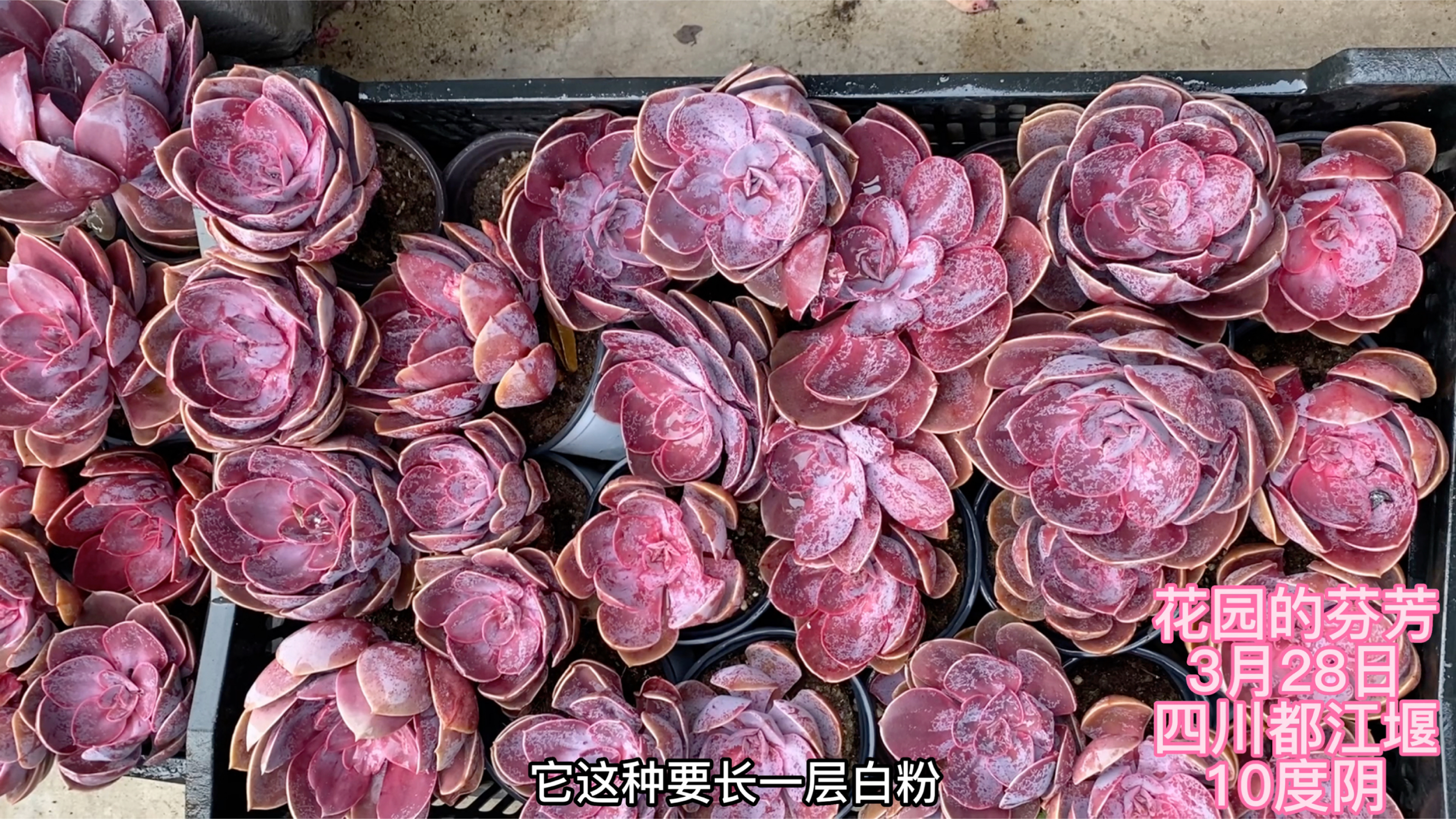 正版丁香回来了,紫红色的多肉你喜欢吗?拼一大盆好妖娆
