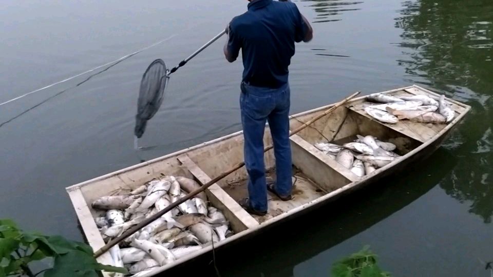 鱼塘翻塘捡了一船死鱼,塘主分析死鱼的原因竟然是下雨所致