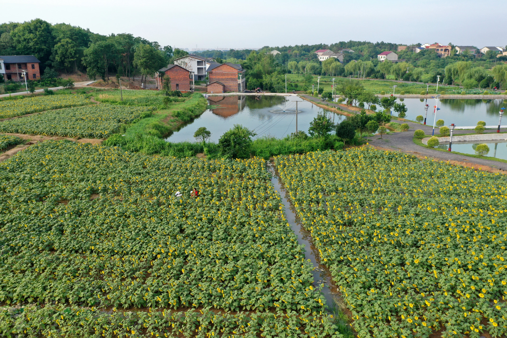 清晨5点多就从衡阳市区驱车前往石鼓区角山镇利民村拍向日葵,刚走近花