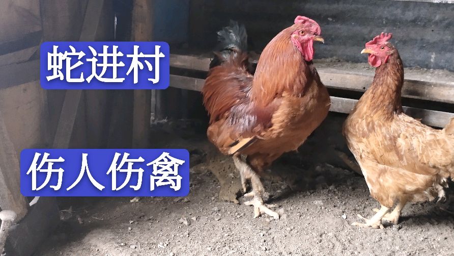 农村人口减少,蛇开始进村伤人伤家禽了,影响正常生活该怎么办