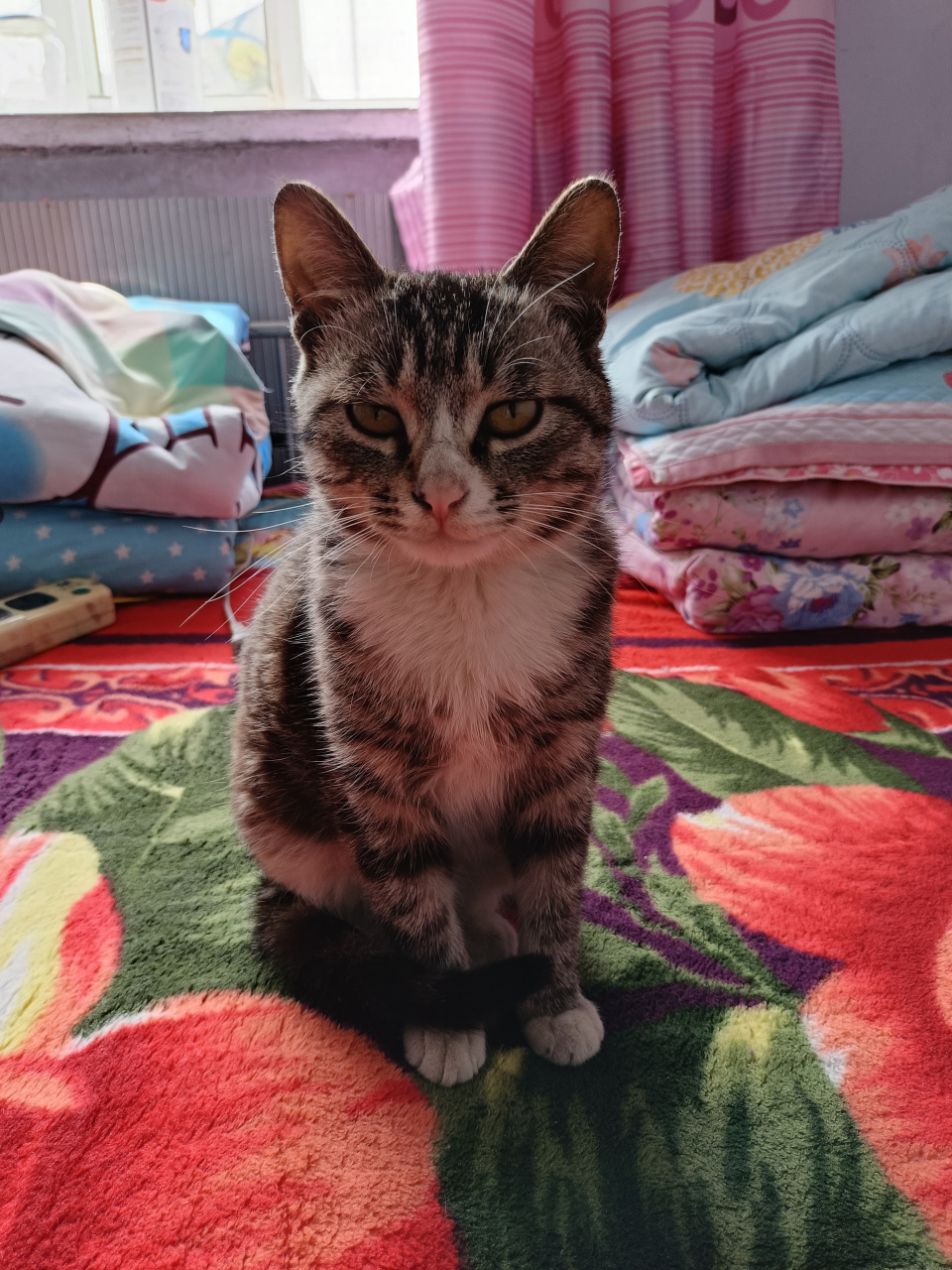 我家收养了3只流浪猫,一只花猫,一只短尾巴猫,一只小狸猫.