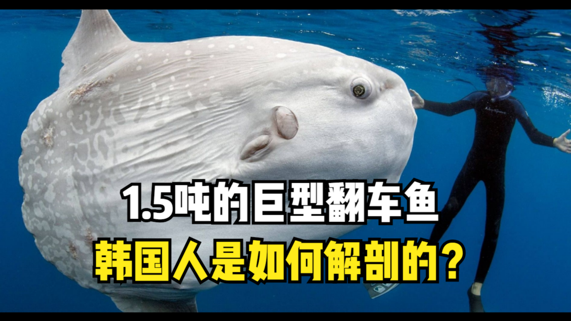1.5吨的巨型翻车鱼,韩国人是如何解剖的?看完你敢吃吗?