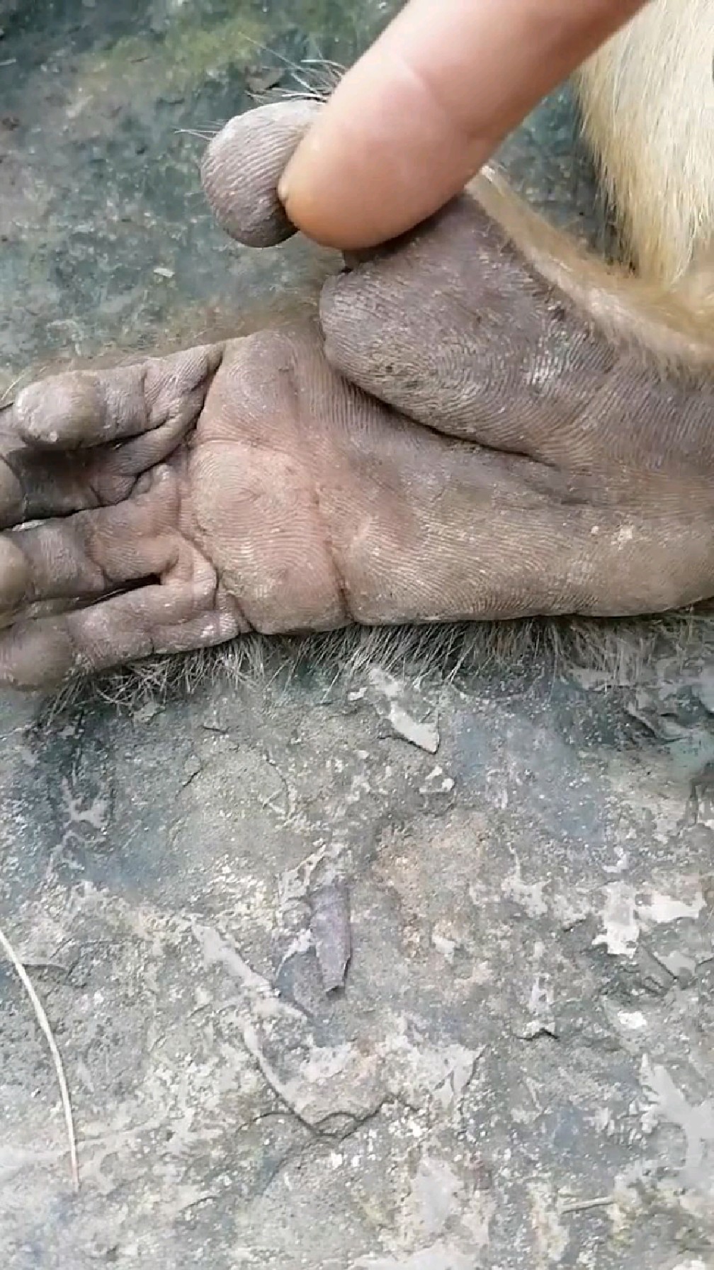 这是一只经历过磨练的猴掌.