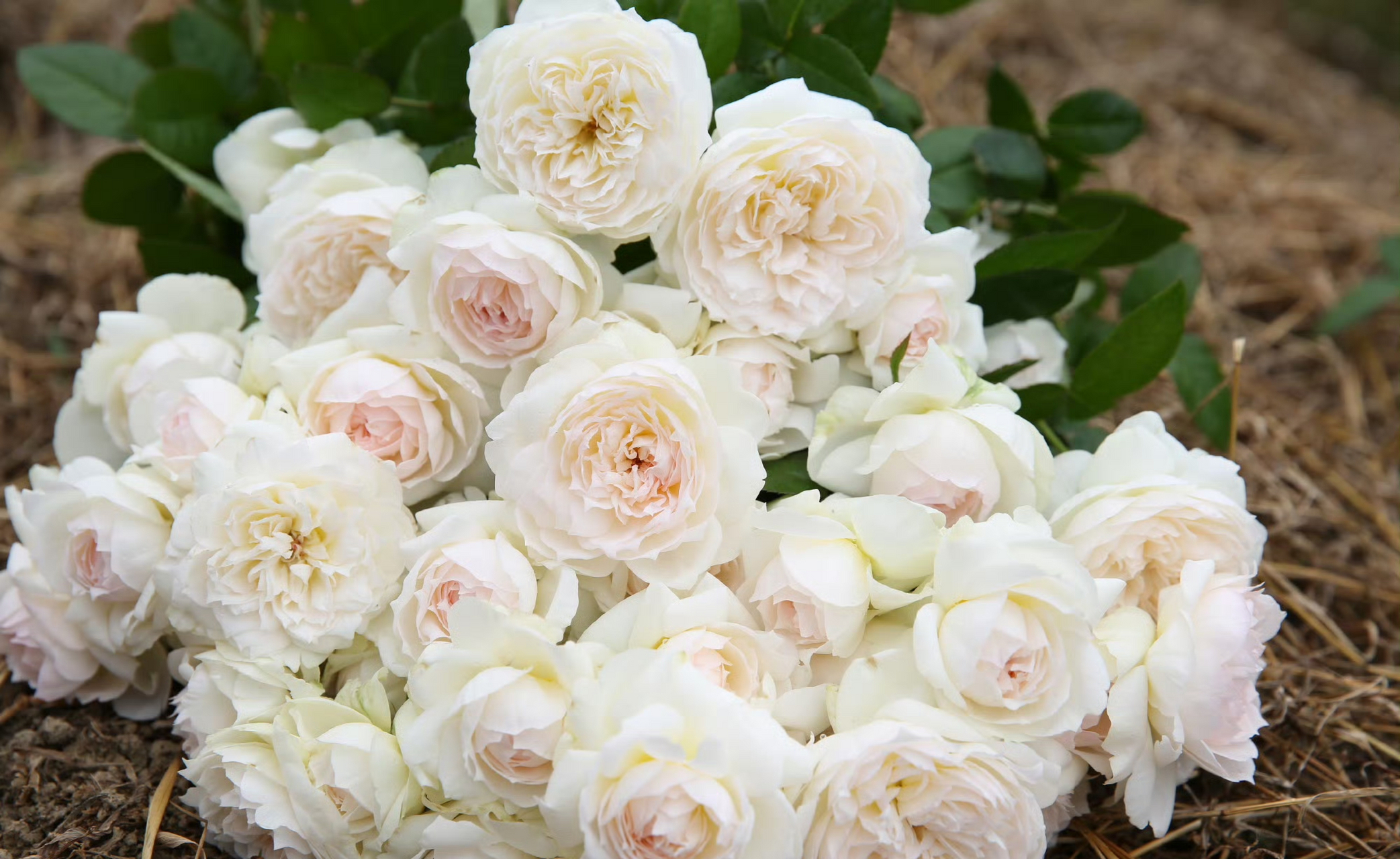 早安波莱罗~ 它是法国梅昂的明星产品,接近满分的丰花月季.