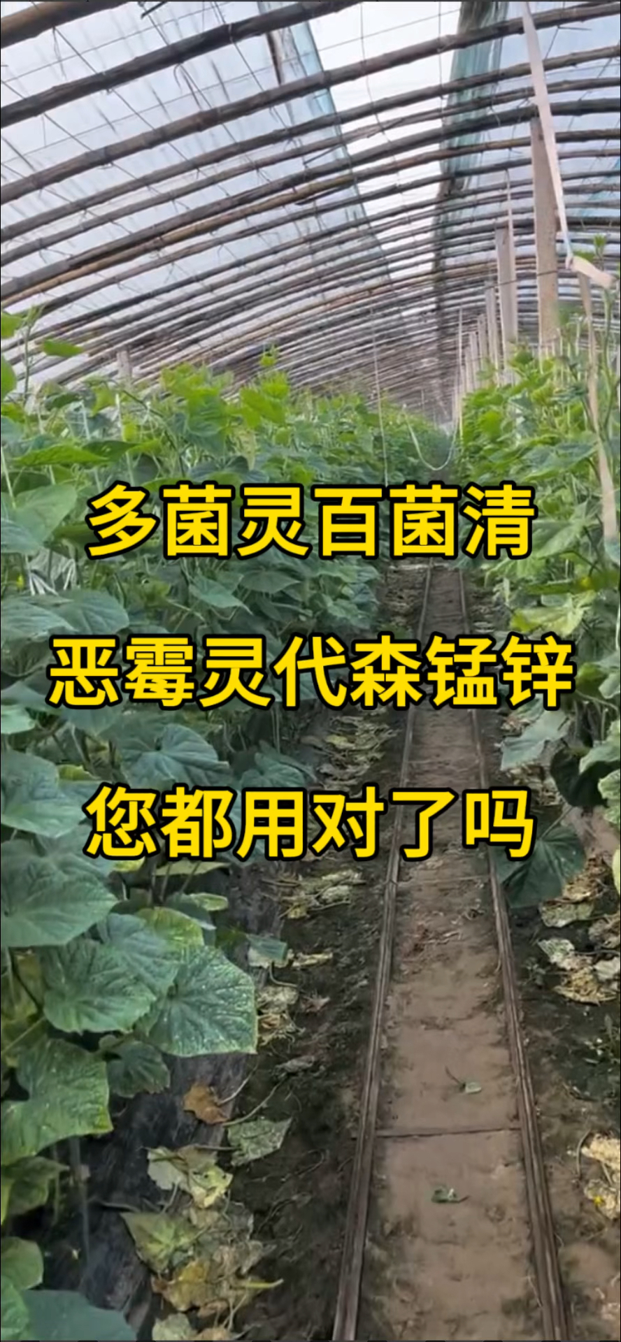 代森锰锌百菌清图片