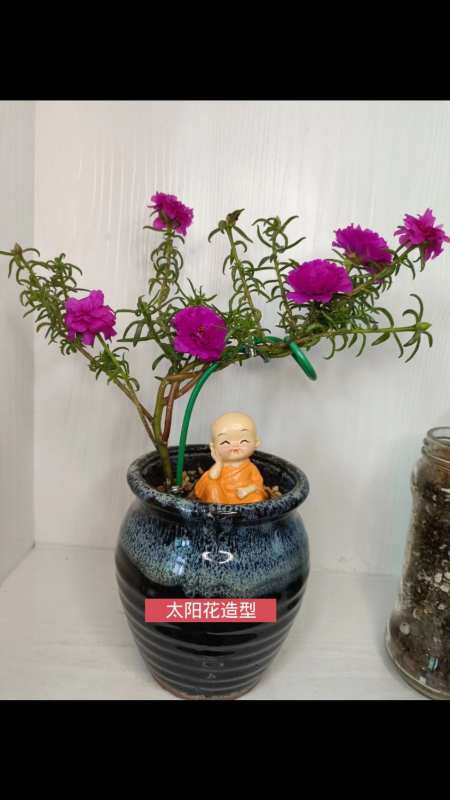 太阳花造型,太阳花可以这样种-度小视