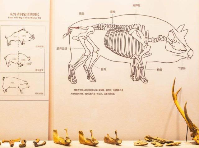 猪字的演变过程图解释图片