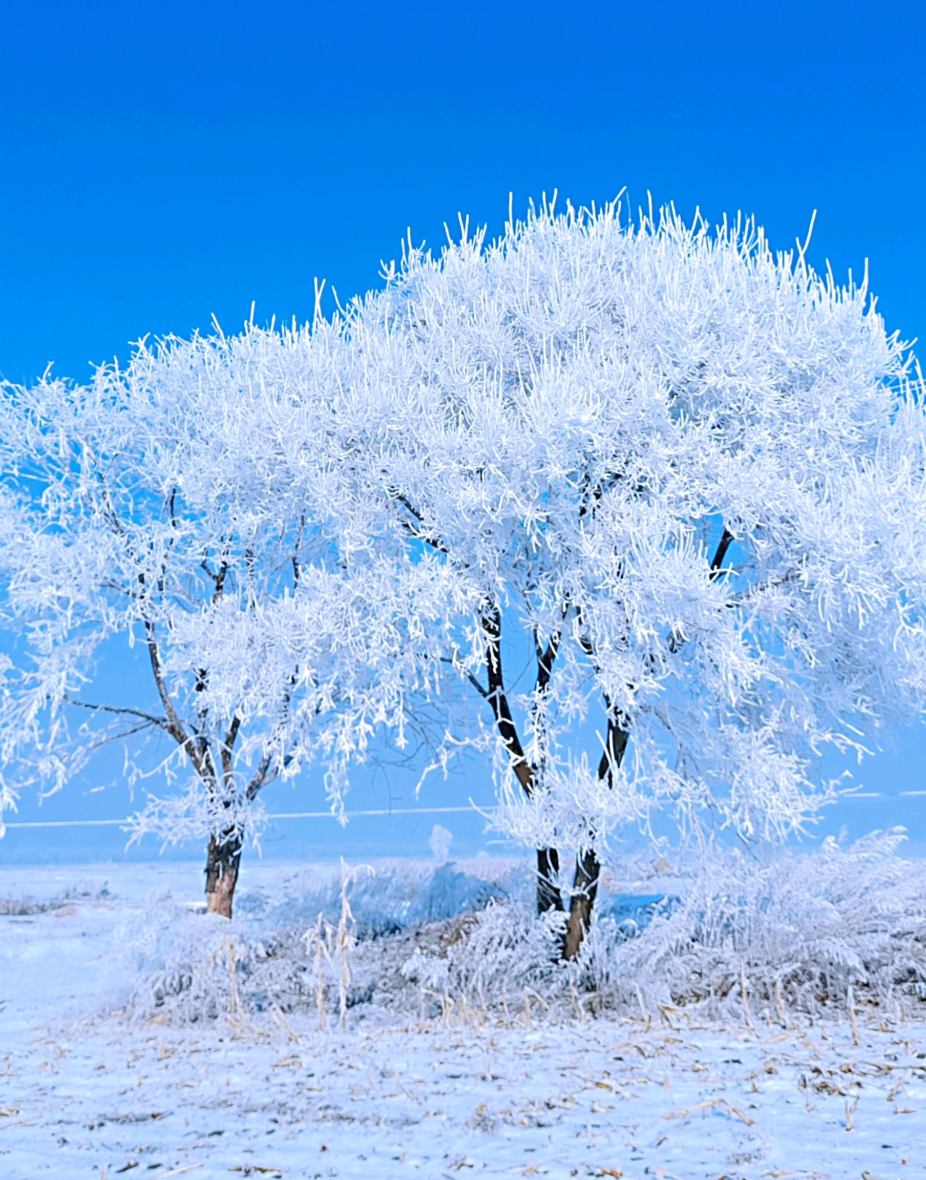 哈尔滨的雪景