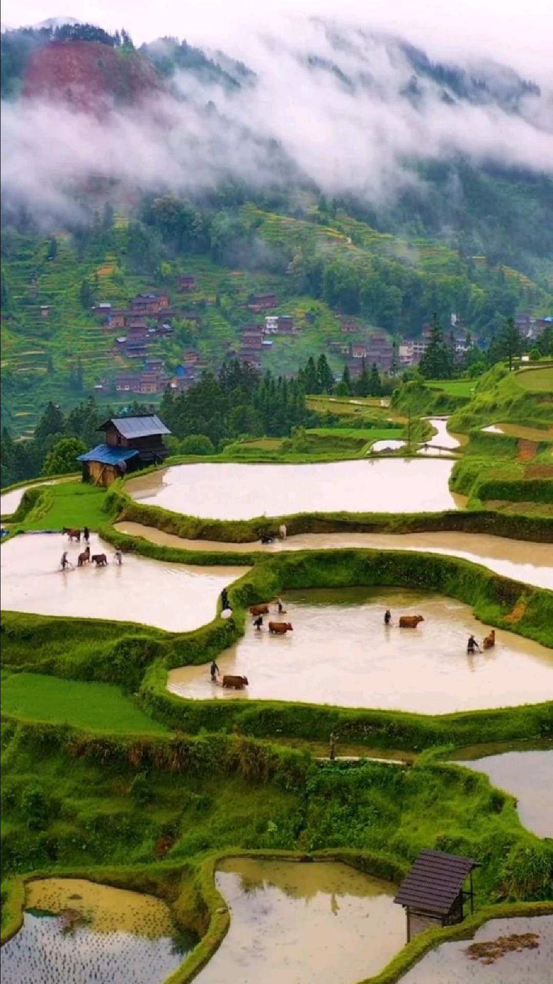 绿色梯田农耕忙