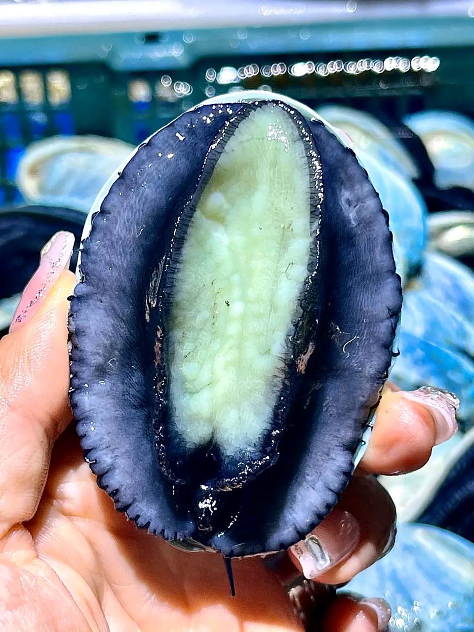 最漂亮的鲍鱼,澳洲星空鲍,你吃过吗?