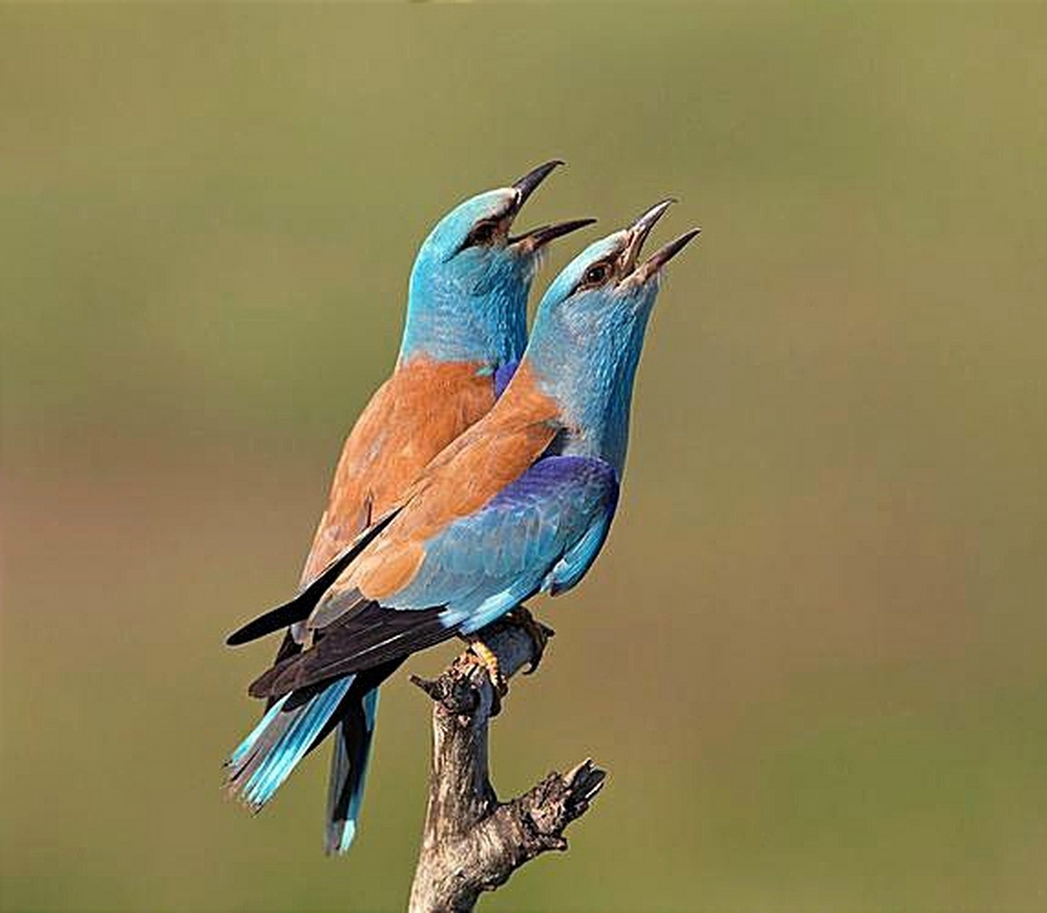 鸟界四大美人蓝胸佛法僧,黄喉蜂虎,翠鸟,戴胜鸟之蓝胸佛法僧 蓝胸佛法