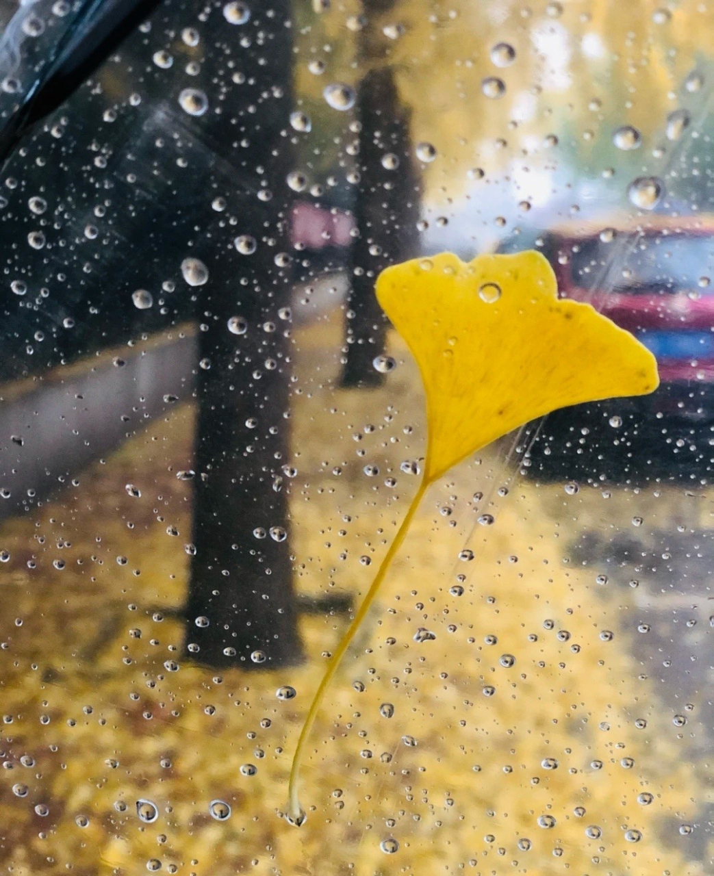 国内文旅#  窗外一帘秋雨,人间落满清风  忽觉簌簌扑衣,却是几蝶倚佑