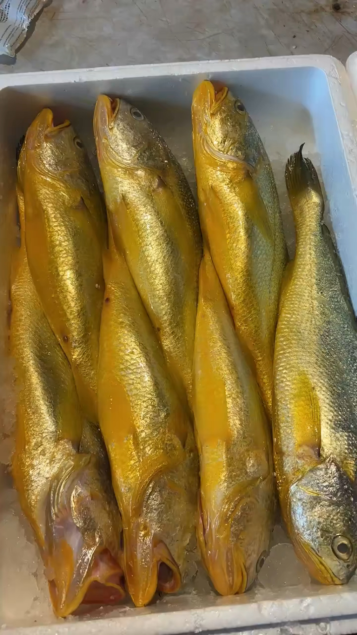 顶级货色野生大黄鱼.黄金一样漂亮.