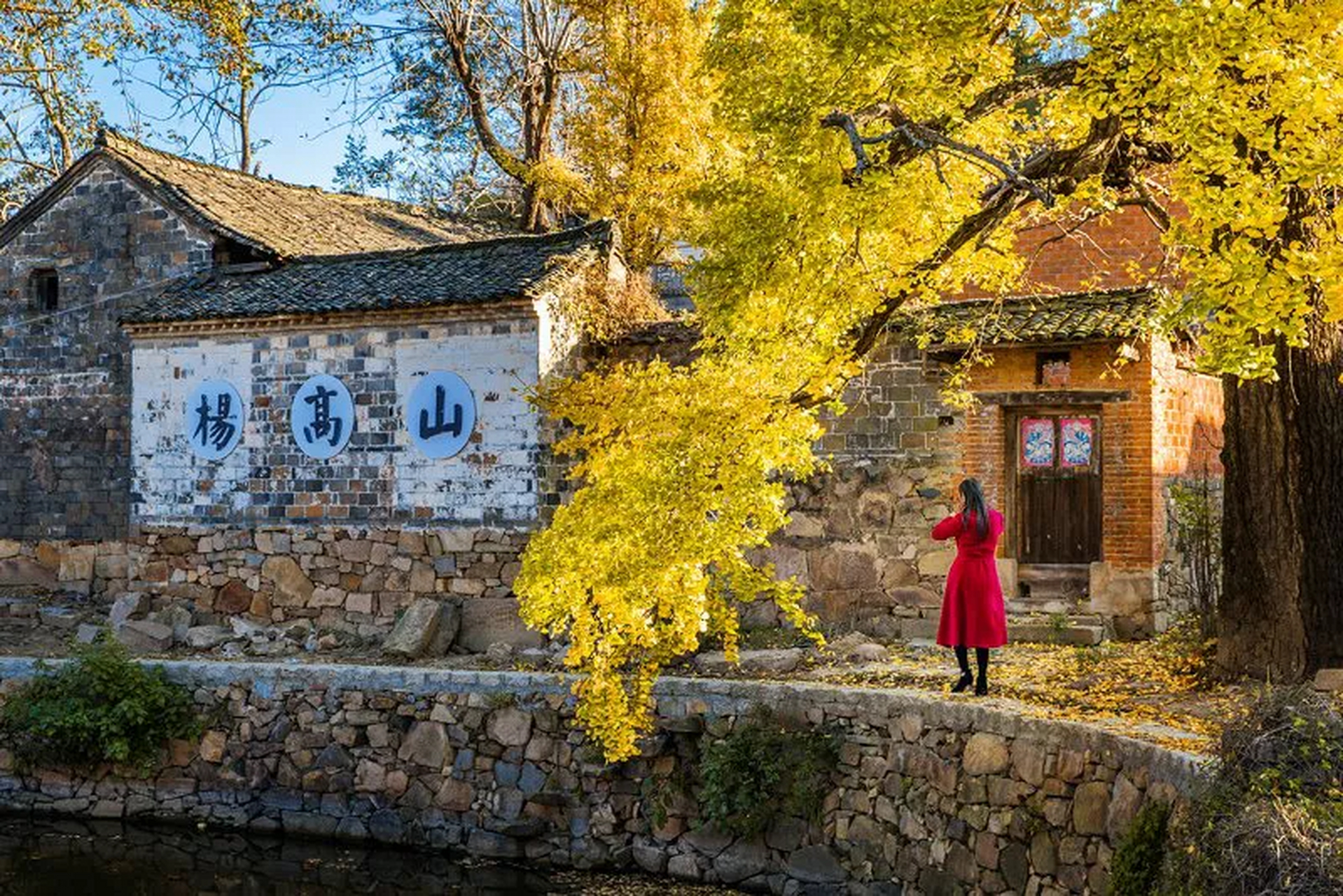 新县千斤乡杨高山村内有古银杏群,全村古银杏树达2400余棵,其中百年