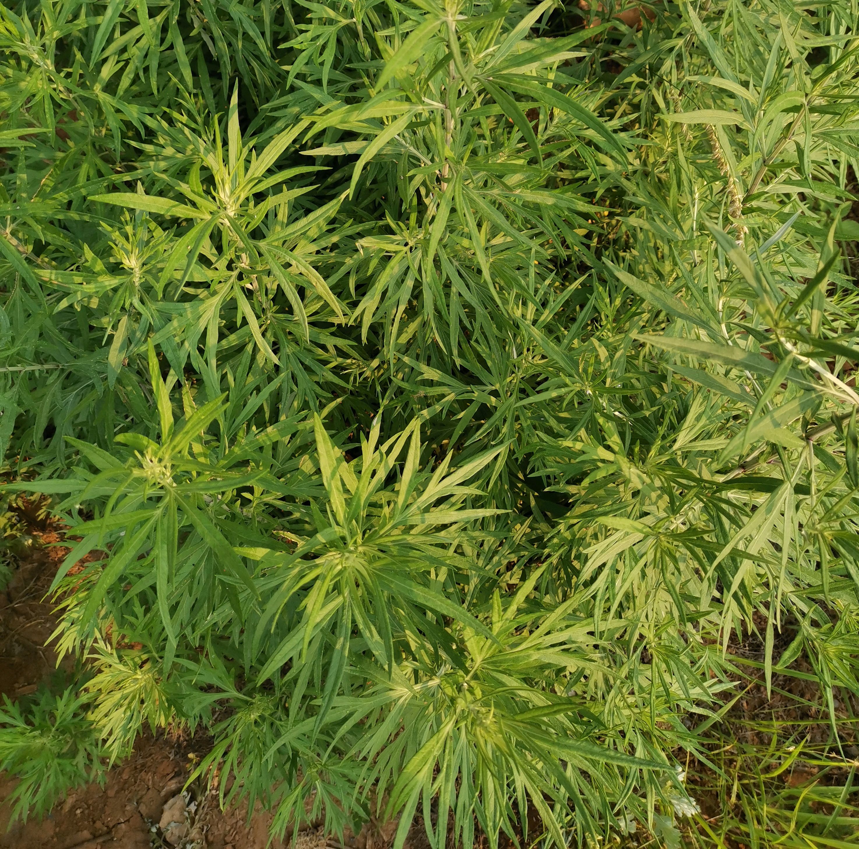 可以驱蚊的草,火绳草