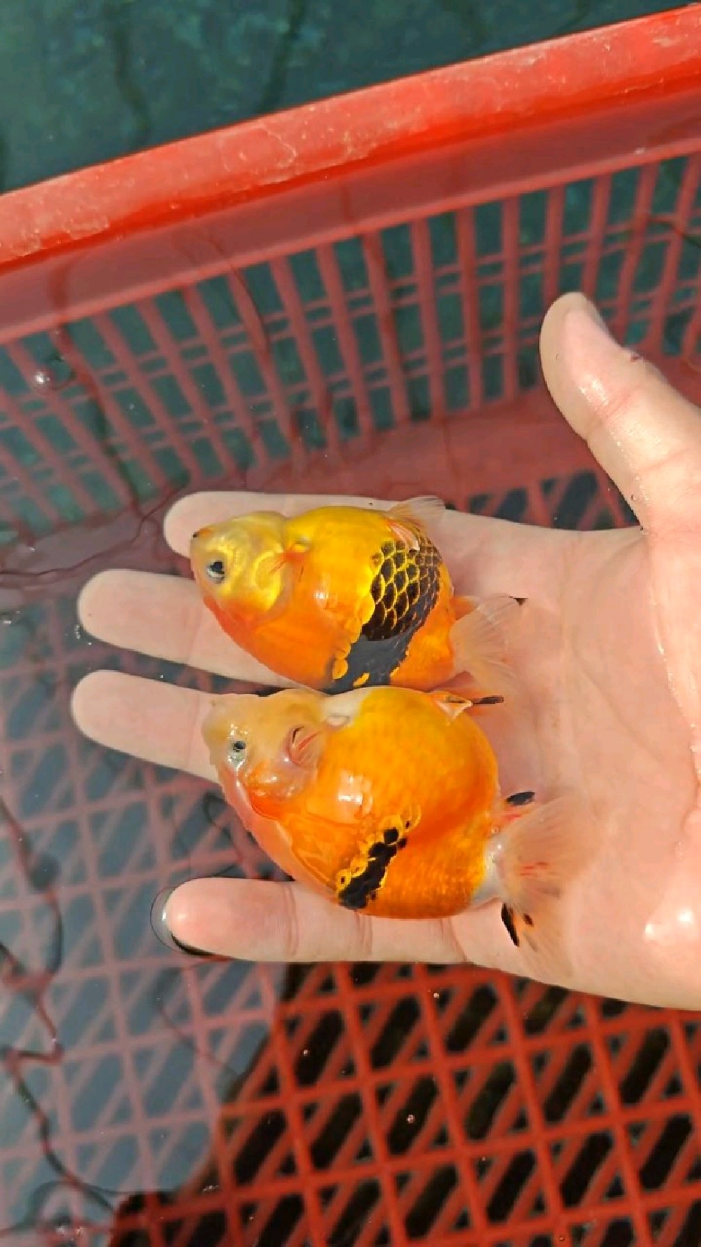 河北兰寿金鱼养殖场