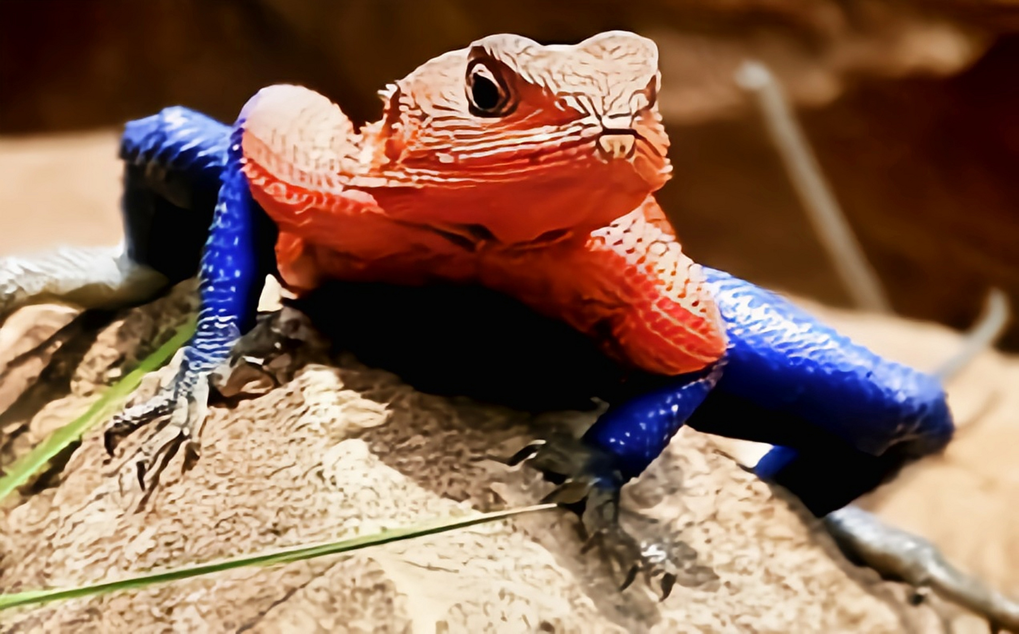 每天认识一种动物——彩虹飞蜥 彩虹飞蜥别名彩虹鬣蜥,原产于非洲中部
