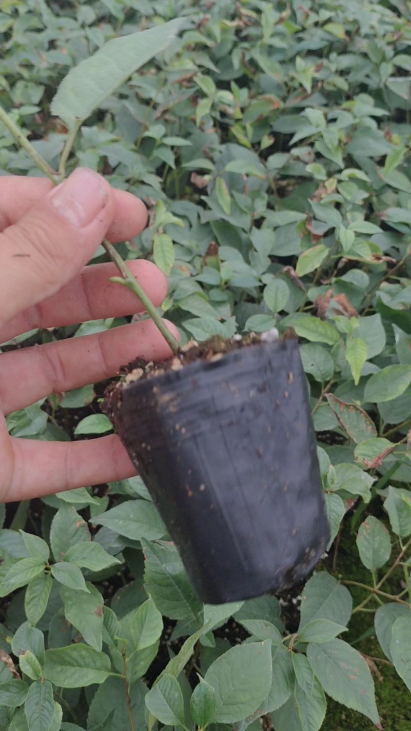 吉塞拉12号营养杯砧木苗!半矮化砧木,适应山地丘陵地区栽种!