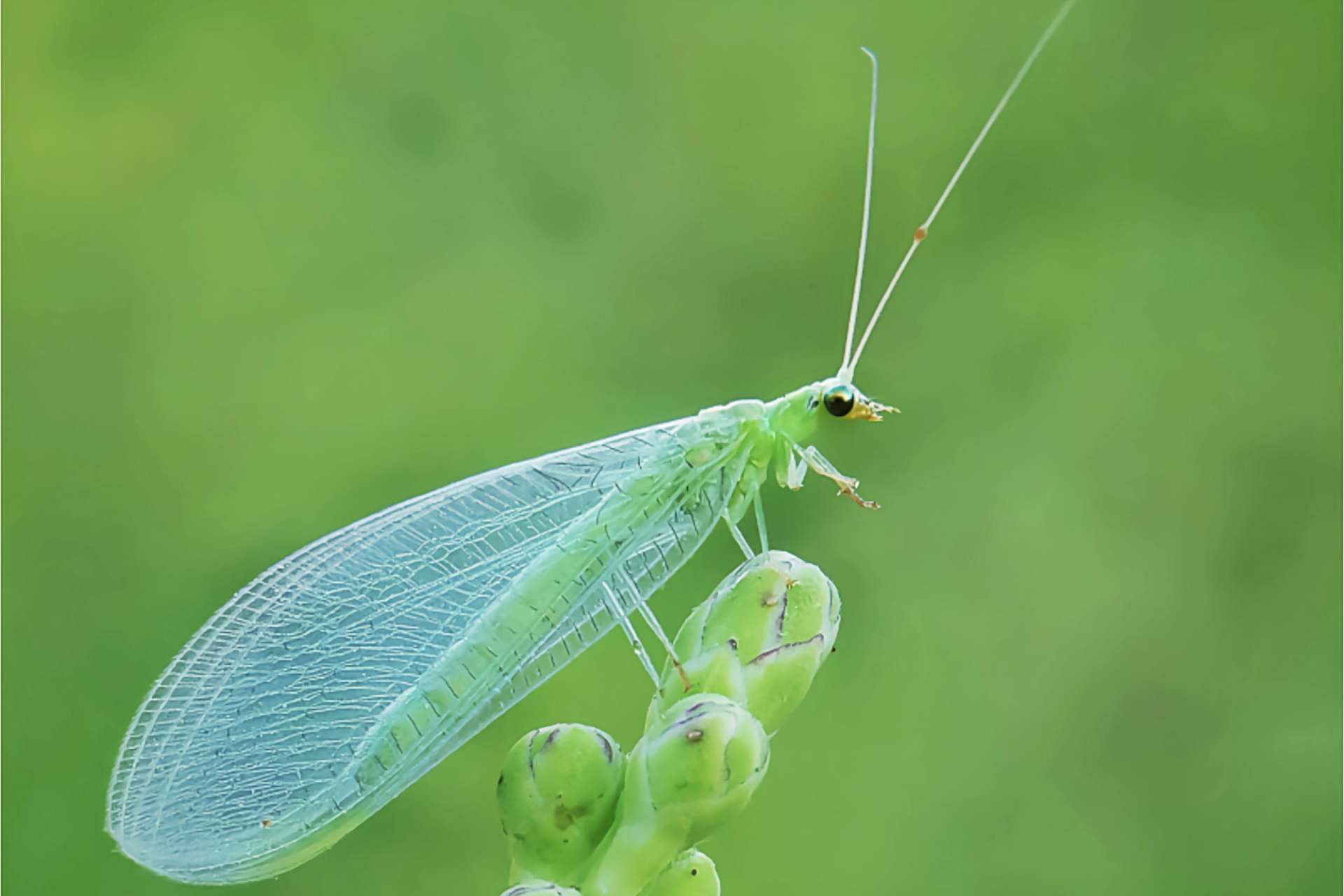 每天认识一种昆虫——大草蛉 大草蛉成虫长约1.4厘米,翅展约3.