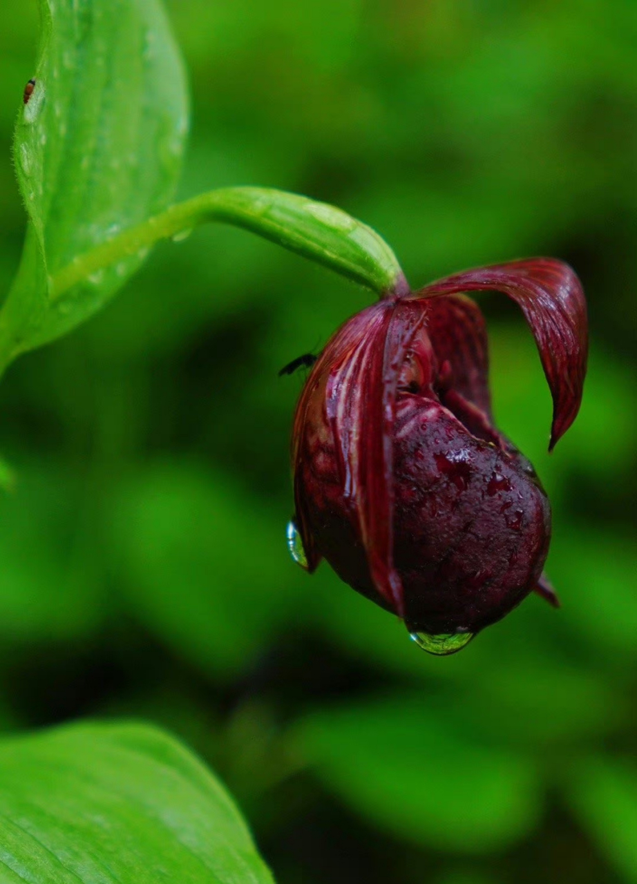 波密杓兰 cypripedium ludlowii 兰科 | 杓兰属