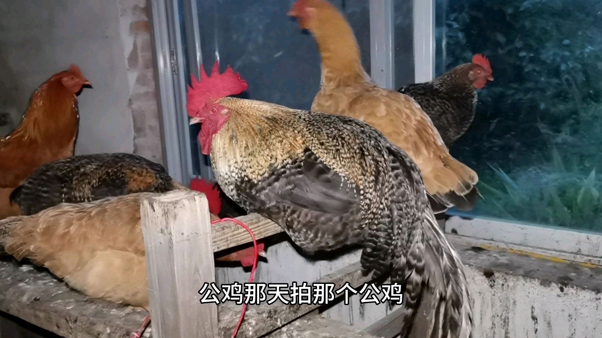 上次拍的大花公鸡火了,今天果断把它抓回去当宠物养,太土匪了
