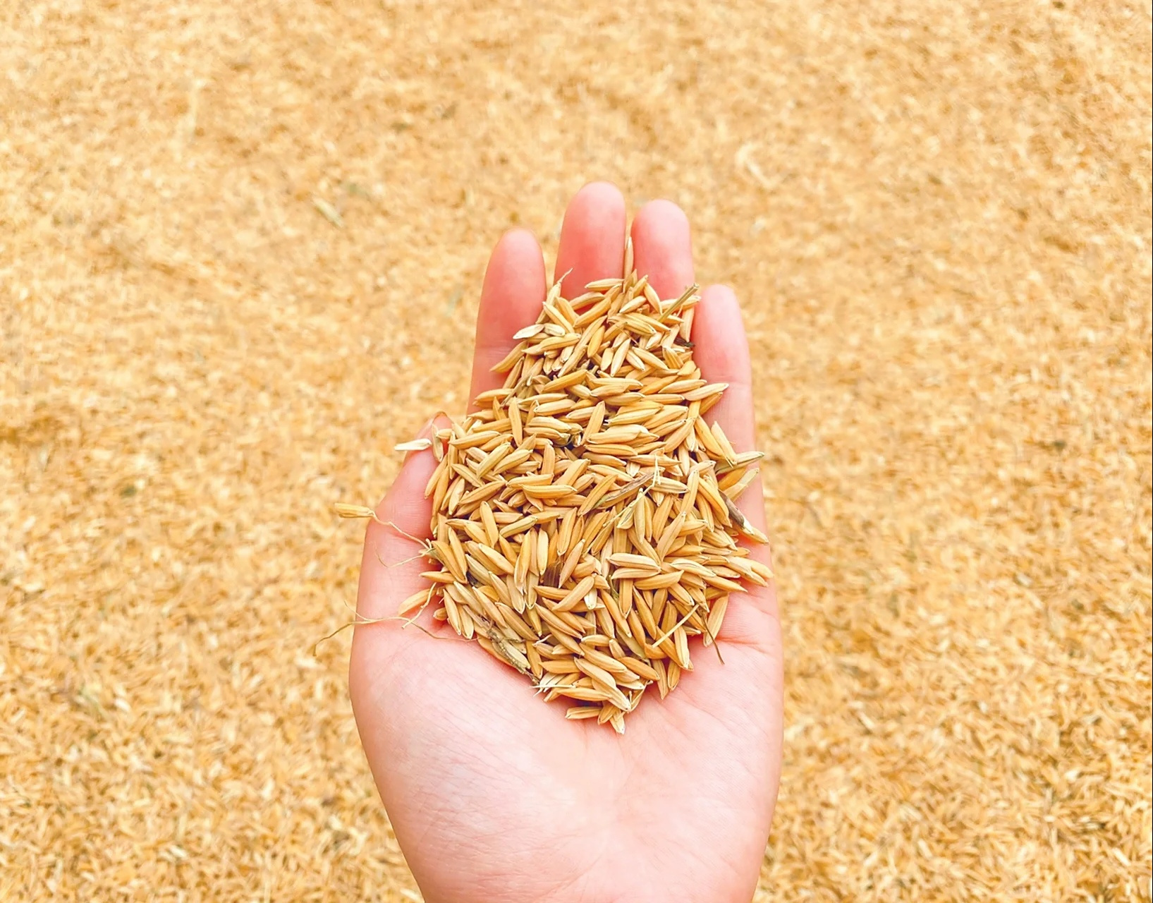 这里的每一粒稻谷,都承载着农民们的辛勤和汗水;这里的每一片田野,都