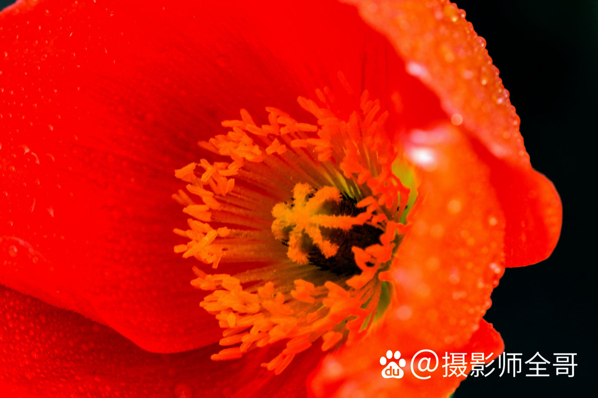 一组花卉照片,展现微观,细节之美. (全哥摄影作品每日分享)