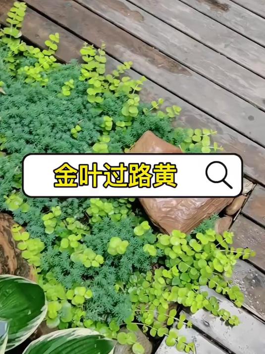 金叶过路黄:园林精灵,璀璨如金!