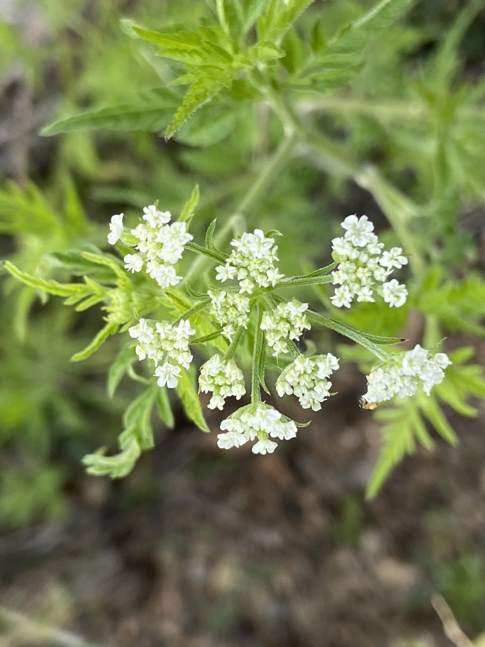 农村这种草随处可见,根本不知道叫什么名.