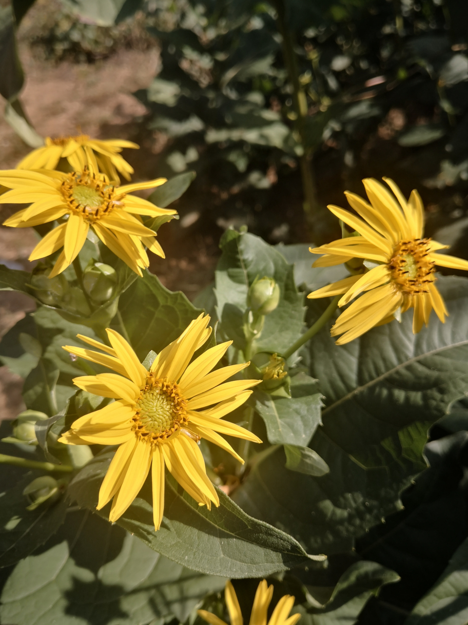 假期vlog大赏# 华夏神菊富含超氧化歧化酶sod