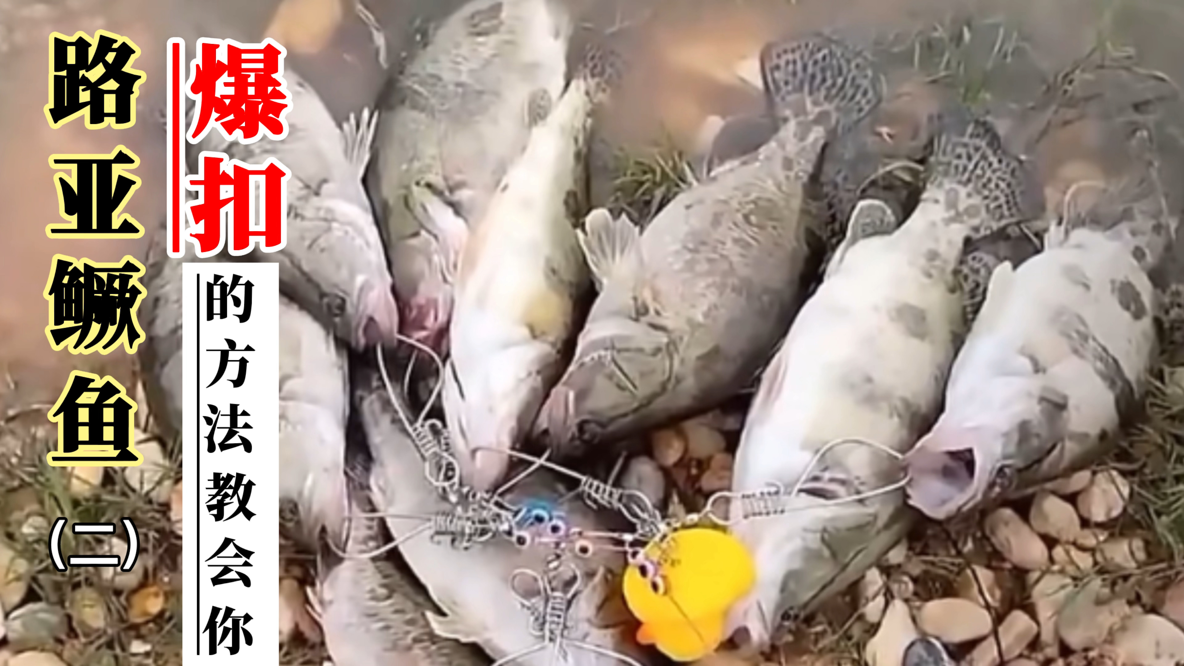 路亚鳜鱼钓法破解2: 如何选鱼竿鱼线,用饵和控饵手法,看完秒懂